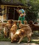 sherwood golden retrievers