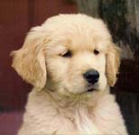 sherwood golden retrievers 