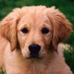 sherwood golden retrievers 