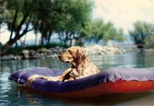 sherwood golden retrievers 