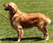 sherwood golden retrievers 