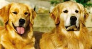 sherwood golden retrievers 