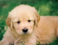 sherwood golden retrievers 