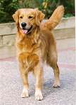 sherwood golden retrievers 