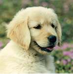 sherwood golden retrievers 