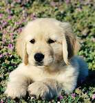 sherwood golden retrievers 