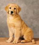 sherwood golden retrievers 