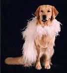 sherwood golden retrievers 