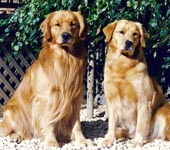 sherwood golden retrievers 