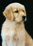 sherwood golden retrievers 