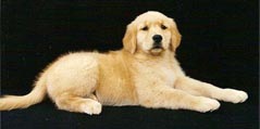 sherwood golden retrievers 