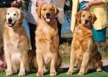 sherwood golden retrievers 