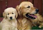 sherwood golden retrievers 
