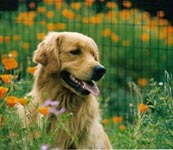 sherwood golden retrievers 