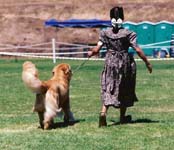 sherwood golden retrievers 