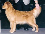 sherwood golden retrievers 
