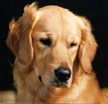 sherwood golden retrievers 