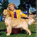 sherwood golden retrievers 