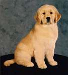 sherwood golden retrievers 
