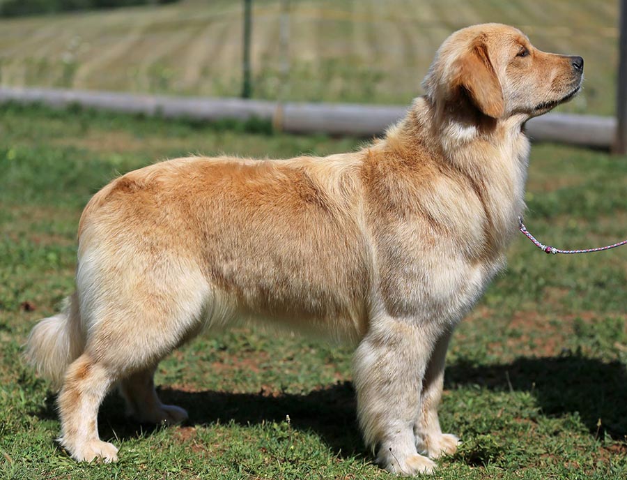 diva, Sherwood's Super Heroine