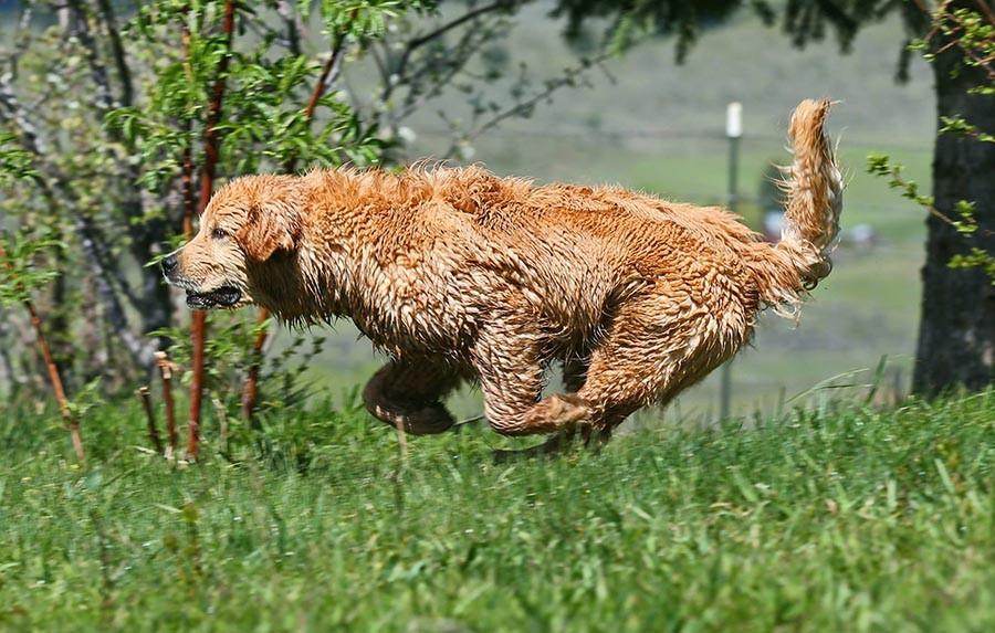 diva, Sherwood's Super Heroine