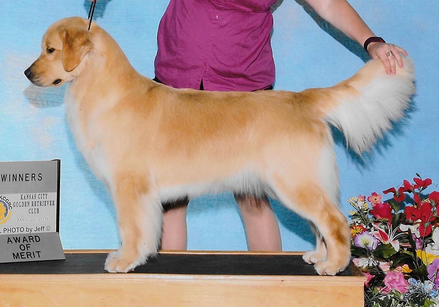 diva, Sherwood's Super Heroine