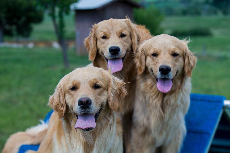 diva, Sherwood's Super Heroine