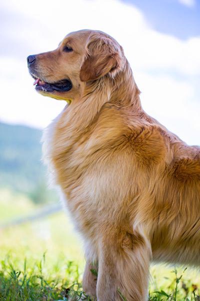 Sherwood's Super heroine