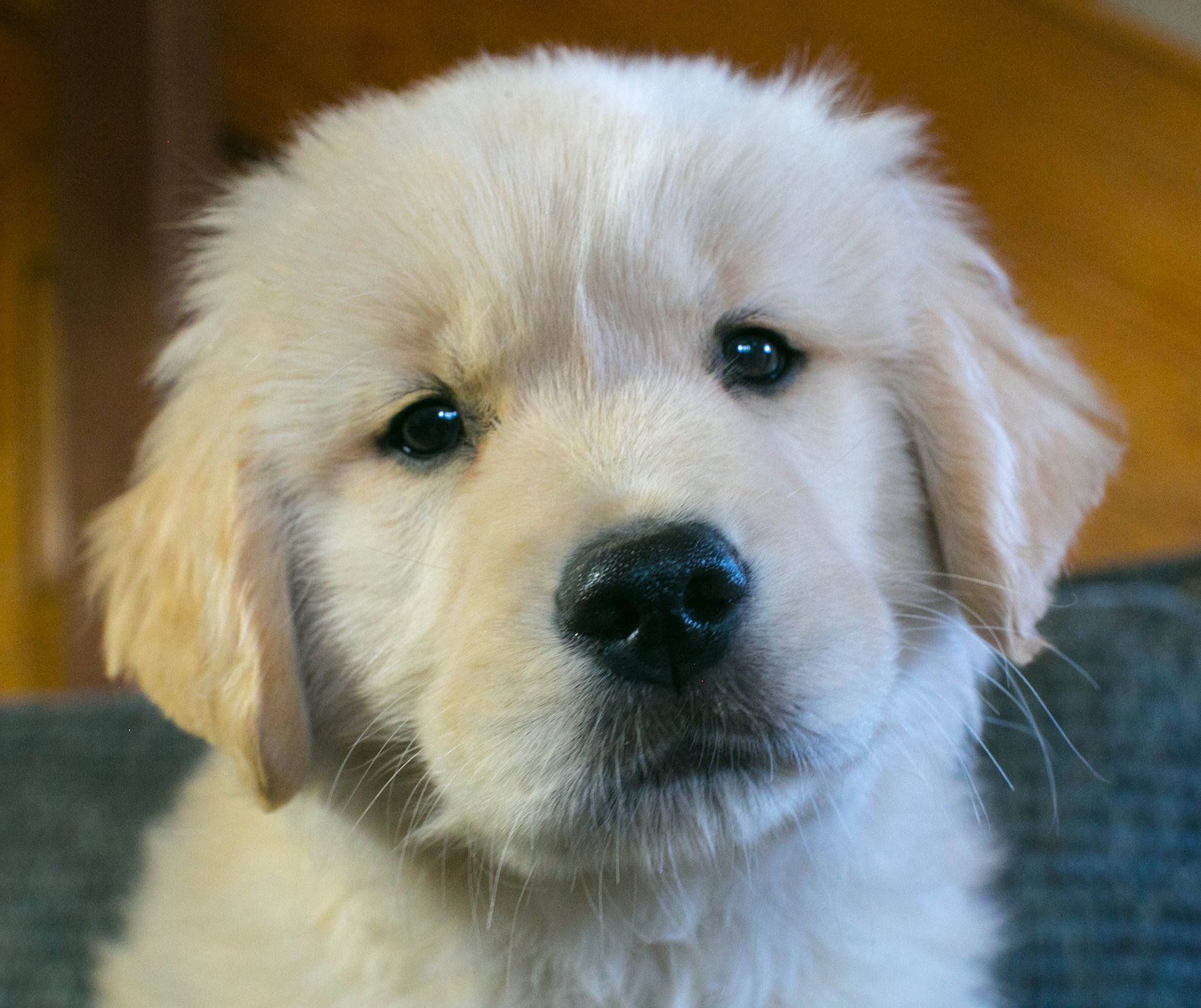 Drew, Sherwood's Unprecedented CGC CGCA CGCU TKI