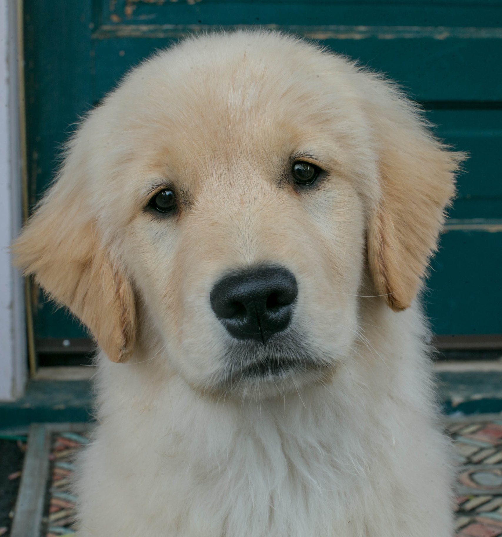 Drew, Sherwood's Unprecedented CGC CGCA CGCU TKI