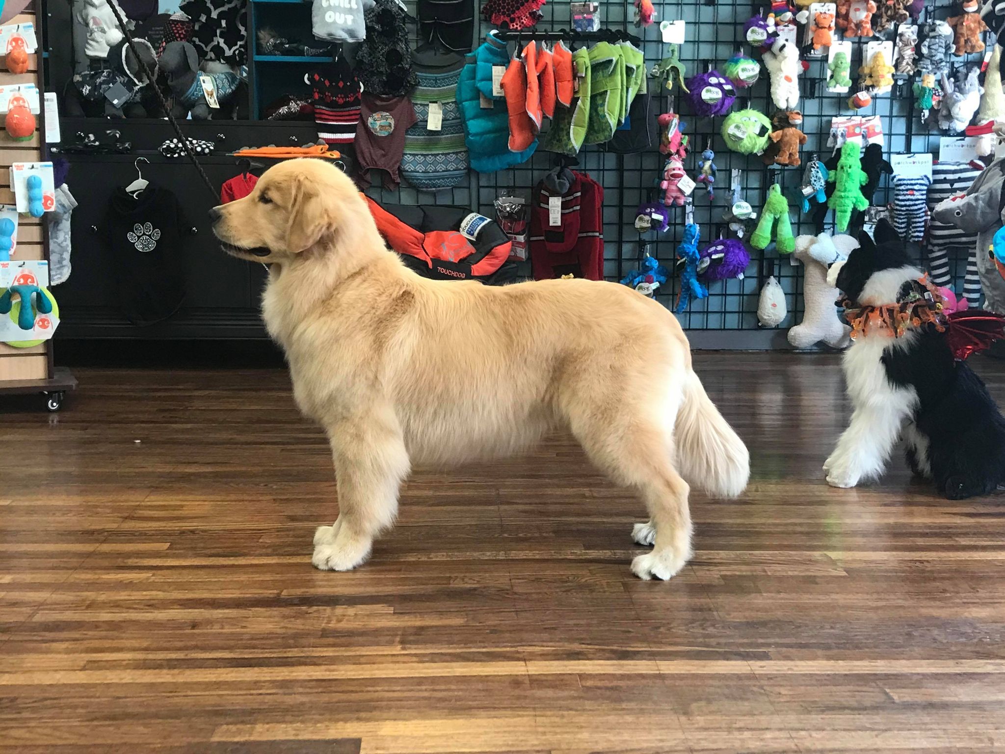 Drew, Sherwood's Unprecedented CGC CGCA CGCU TKI