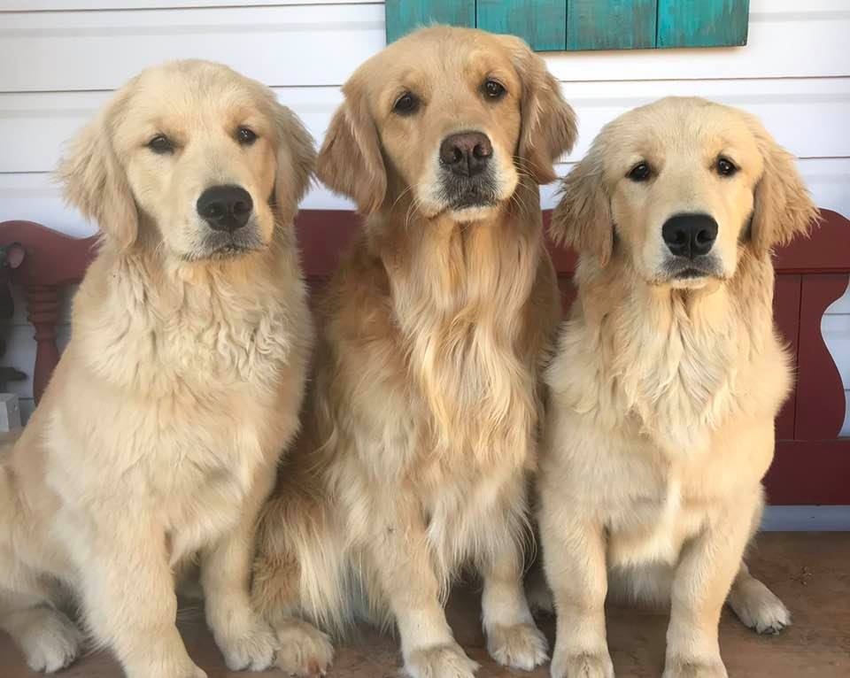 Drew, Sherwood's Unprecedented CGC CGCA CGCU TKI