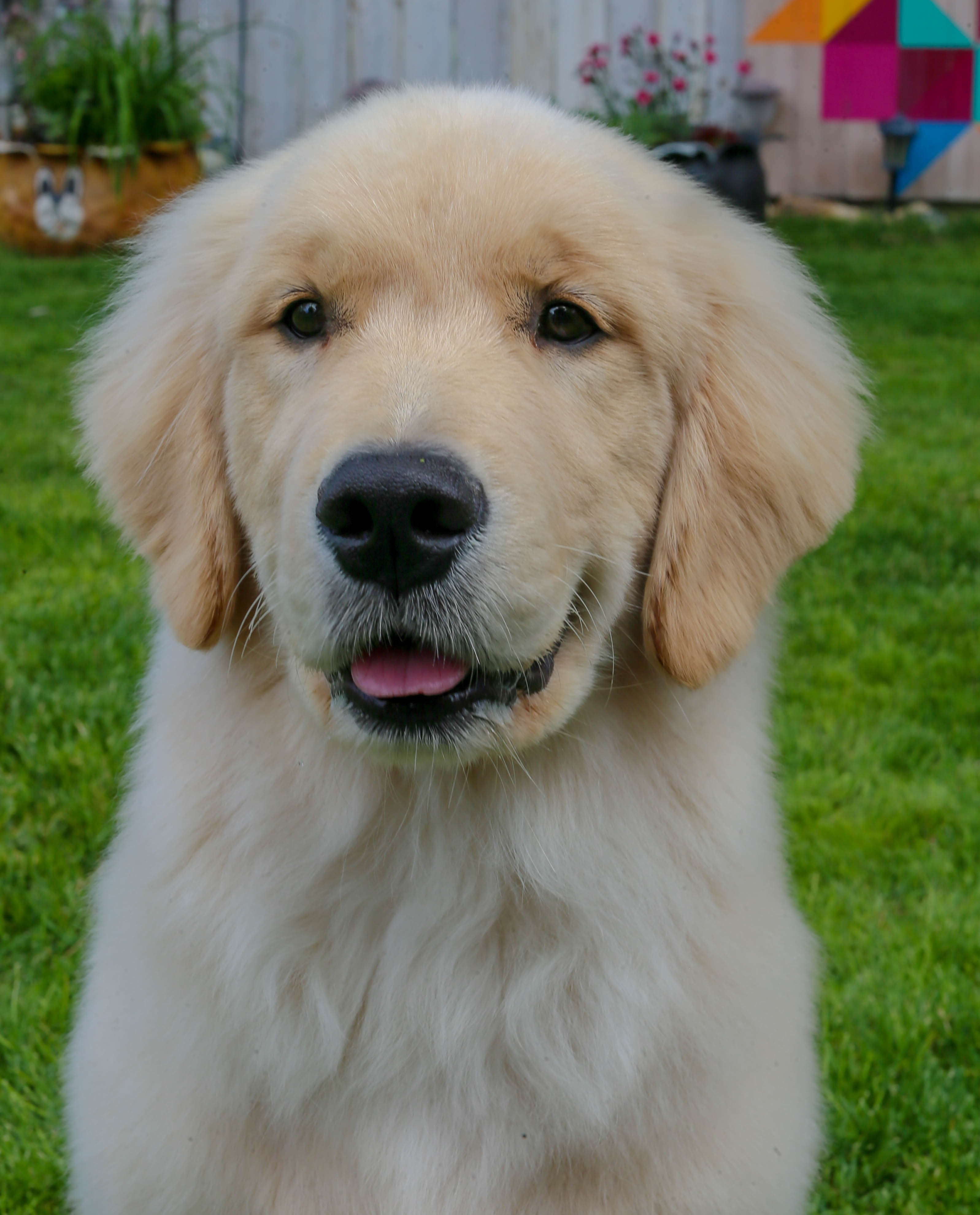 Drew, Sherwood's Unprecedented CGC CGCA CGCU TKI