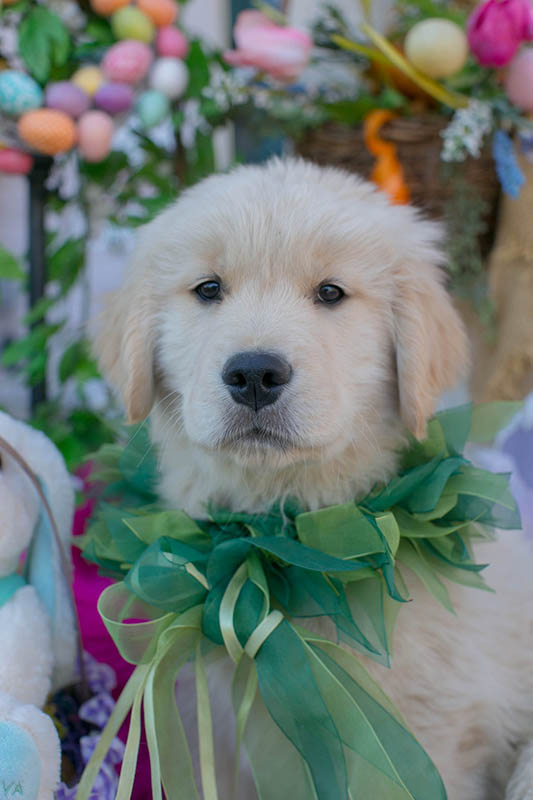 Sherwood's Unprecendented drew