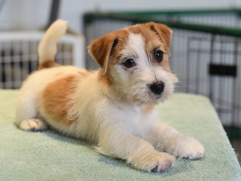 Laney, D.B.F. Sherwood's Super Sleuth CGC TKN