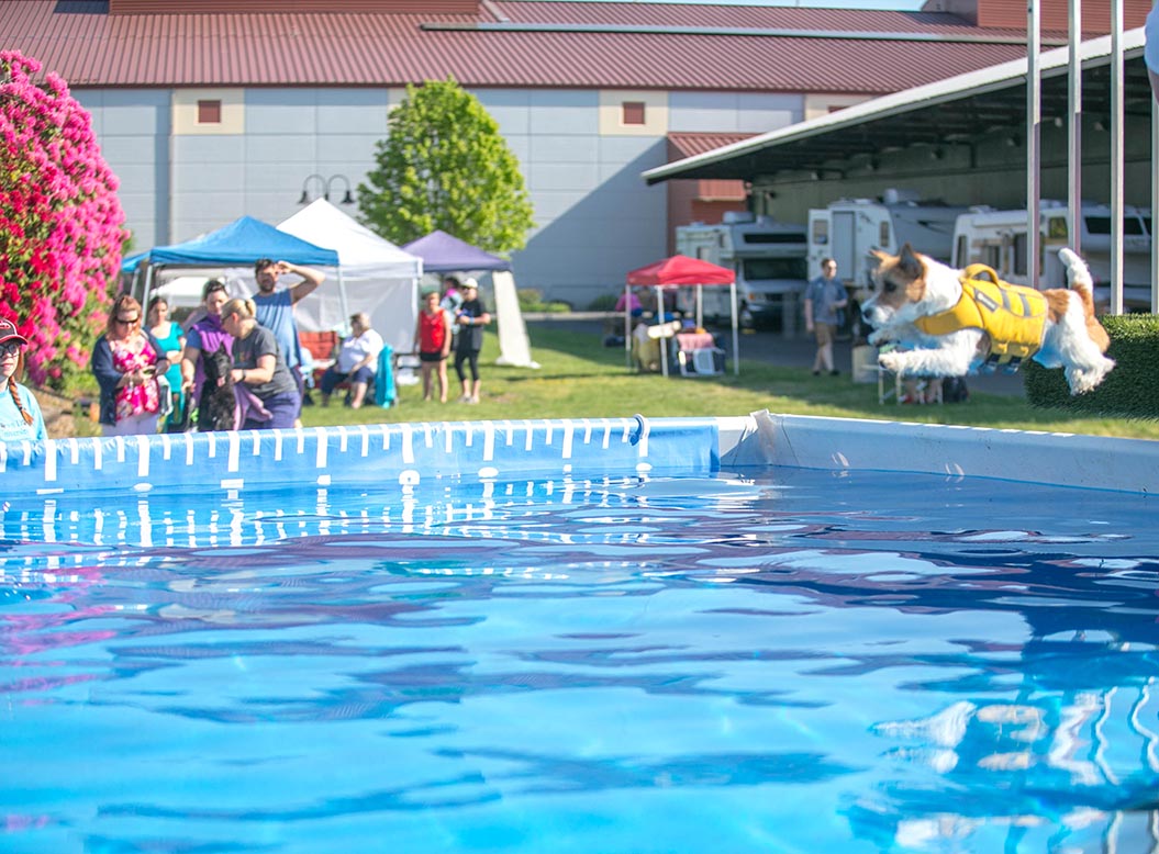 Libby, GCH Foxfield Sherwood's Super Hero FDC BCAT THDN DJA CGCA CGCU TKP