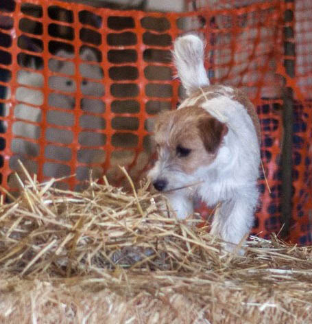 Libby, GCH Foxfield Sherwood's Super Hero FDC BCAT THDN DJA CGCA CGCU TKP