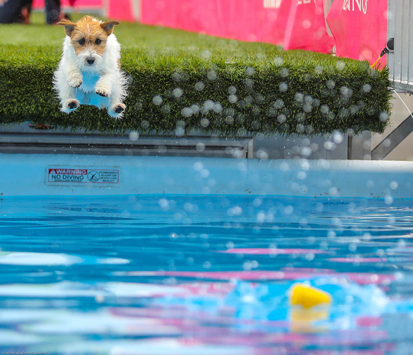 Libby, GCH Foxfield Sherwood's Super Hero FDC BCAT THDN DJA CGCA CGCU TKP