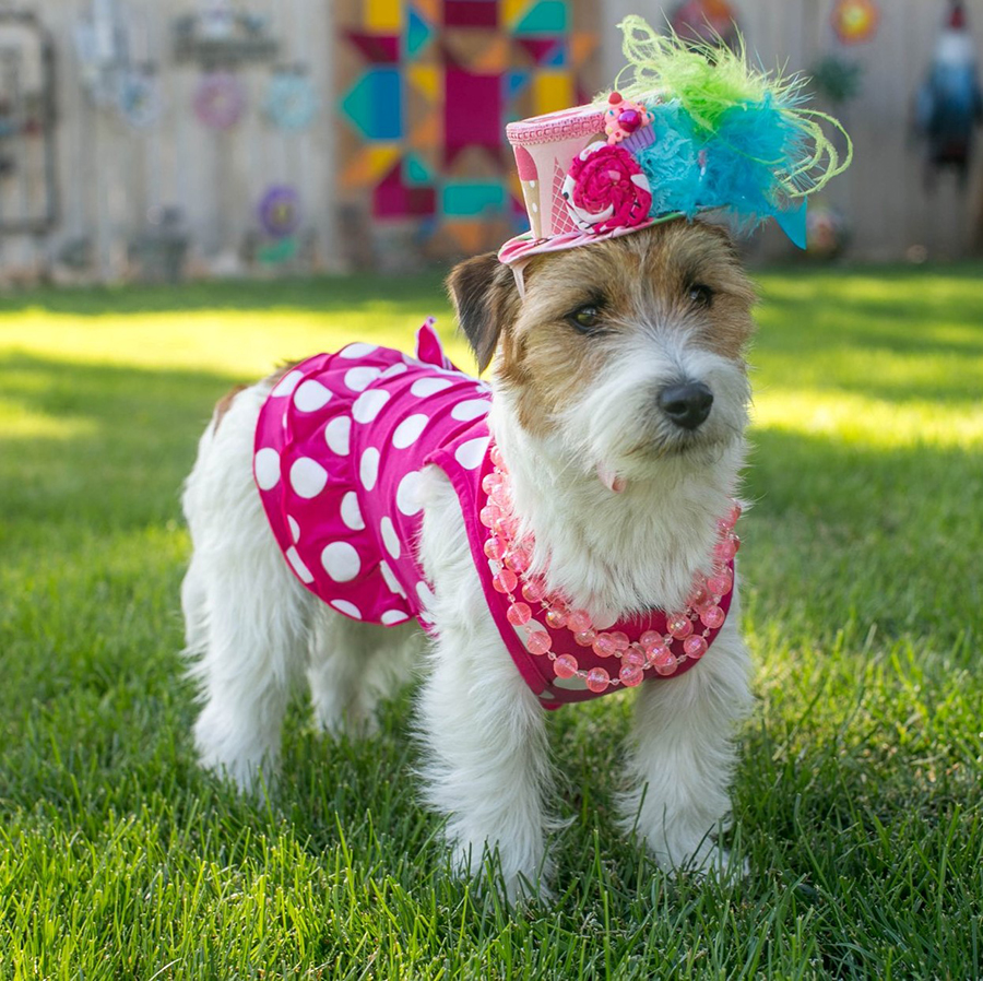 Libby, GCH Foxfield Sherwood's Super Hero FDC BCAT THDN DJA CGCA CGCU TKP