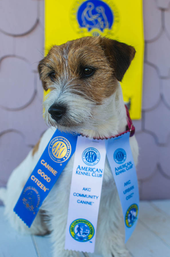 Libby, GCH Foxfield Sherwood's Super Hero FDC BCAT THDN DJA CGCA CGCU TKP