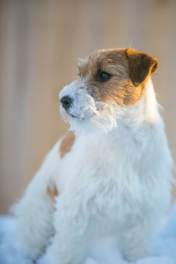 Libby, GCH Foxfield Sherwood's Super Hero FDC BCAT THDN DJA CGCA CGCU TKP