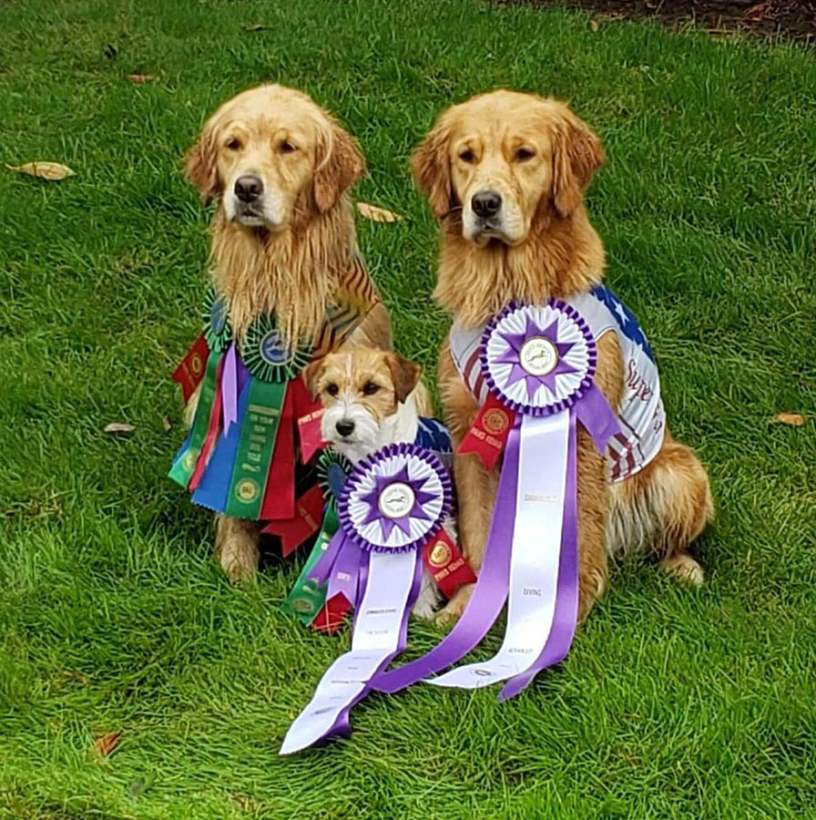 Libby, GCH Foxfield Sherwood's Super Hero FDC BCAT THDN DJA CGCA CGCU TKP