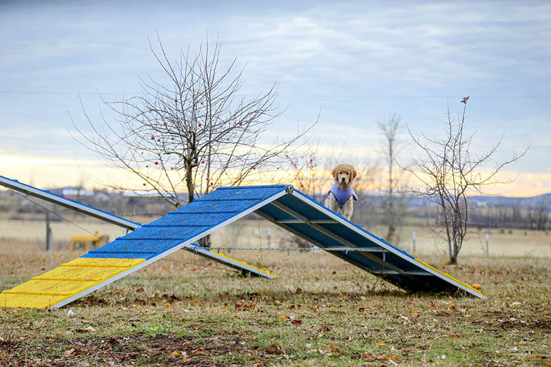 Moose, Sherwood's Super Girl CGC CGCA CGCU TKI DJ DJA