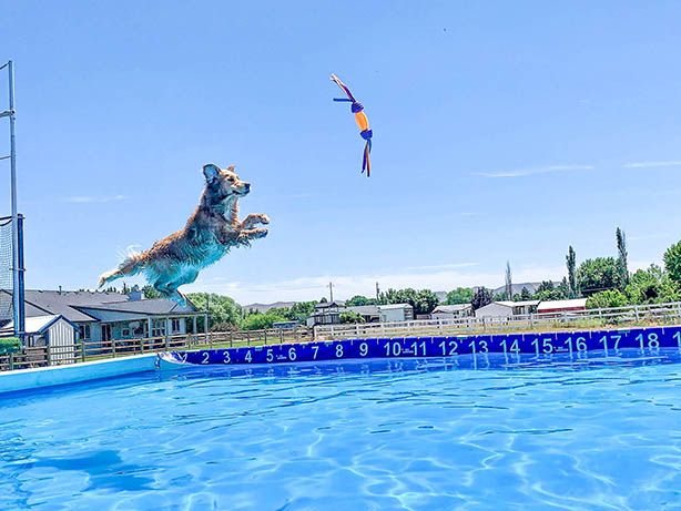 Moose, Sherwood's Super Girl CGC CGCA CGCU TKI DJ DJA