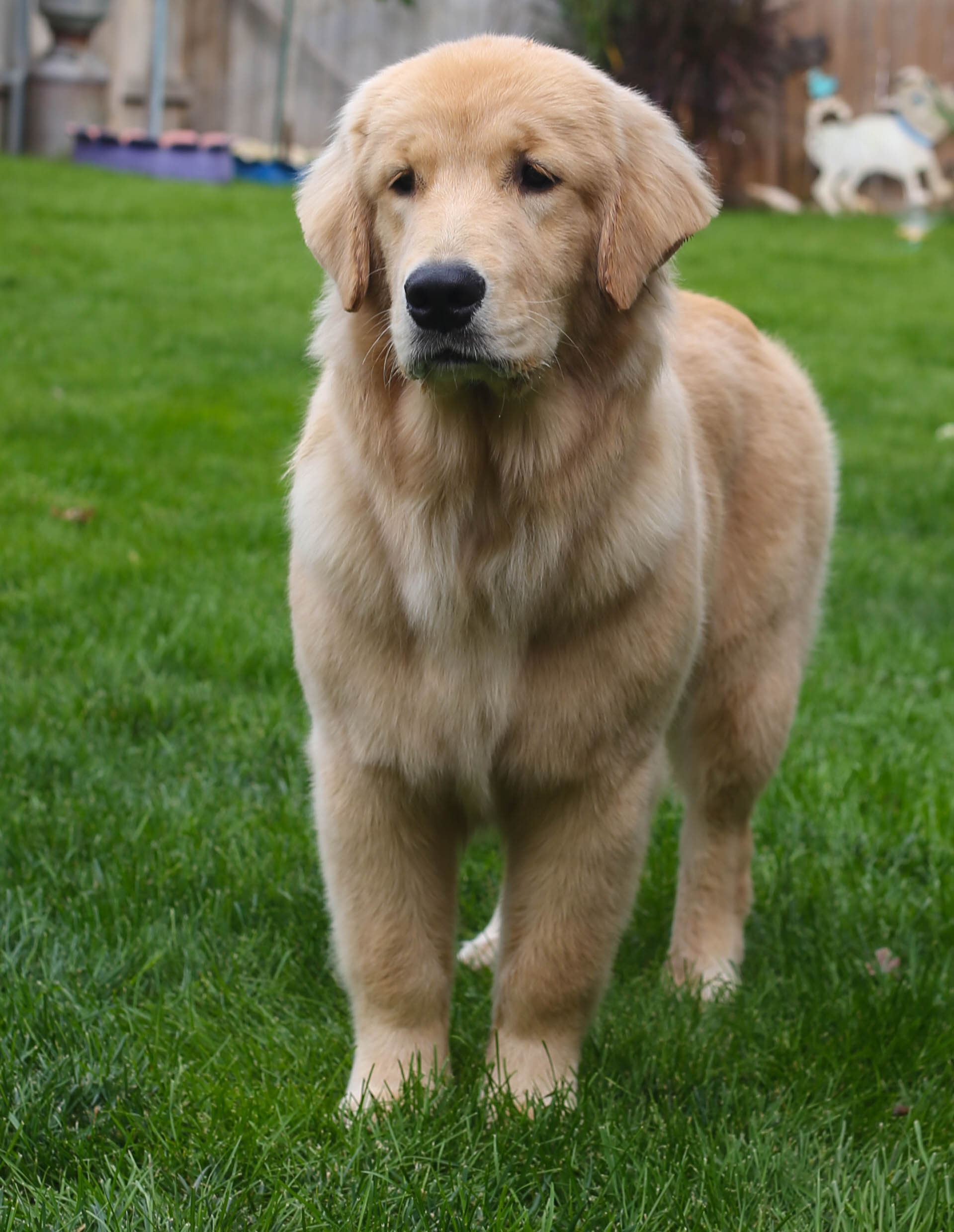 Truffles, Sherwood's GoDiva CGC CGCA CGCU TKN DN DS