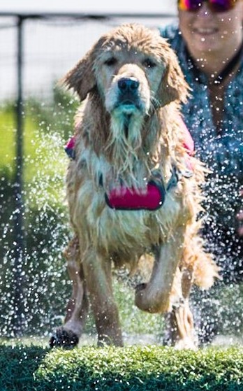 Truffles, Sherwood's GoDiva CGC CGCA CGCU TKN DN DS