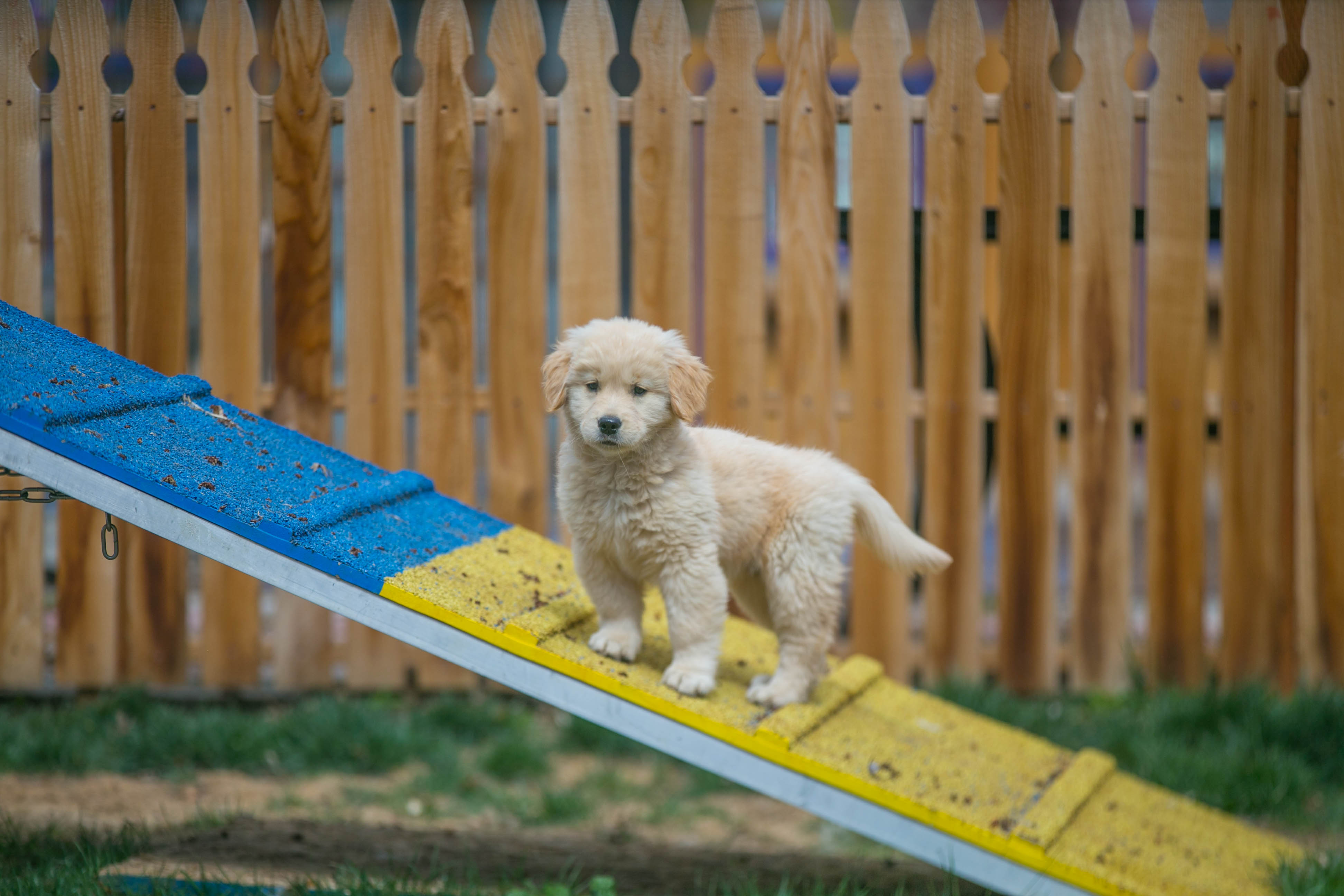 Truffles, Sherwood's GoDiva CGC CGCA CGCU TKN DN DS