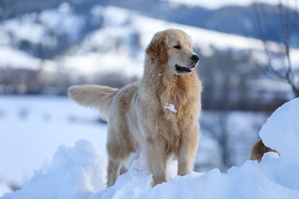 twister, 	Sherwood's Super Powers Unleashed
