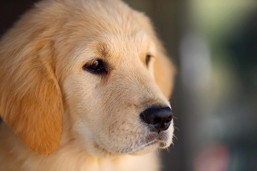 twister, Sherwood's Super Powers Unleashed