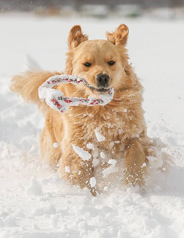 twister, Sherwood's Super Powers Unleashed